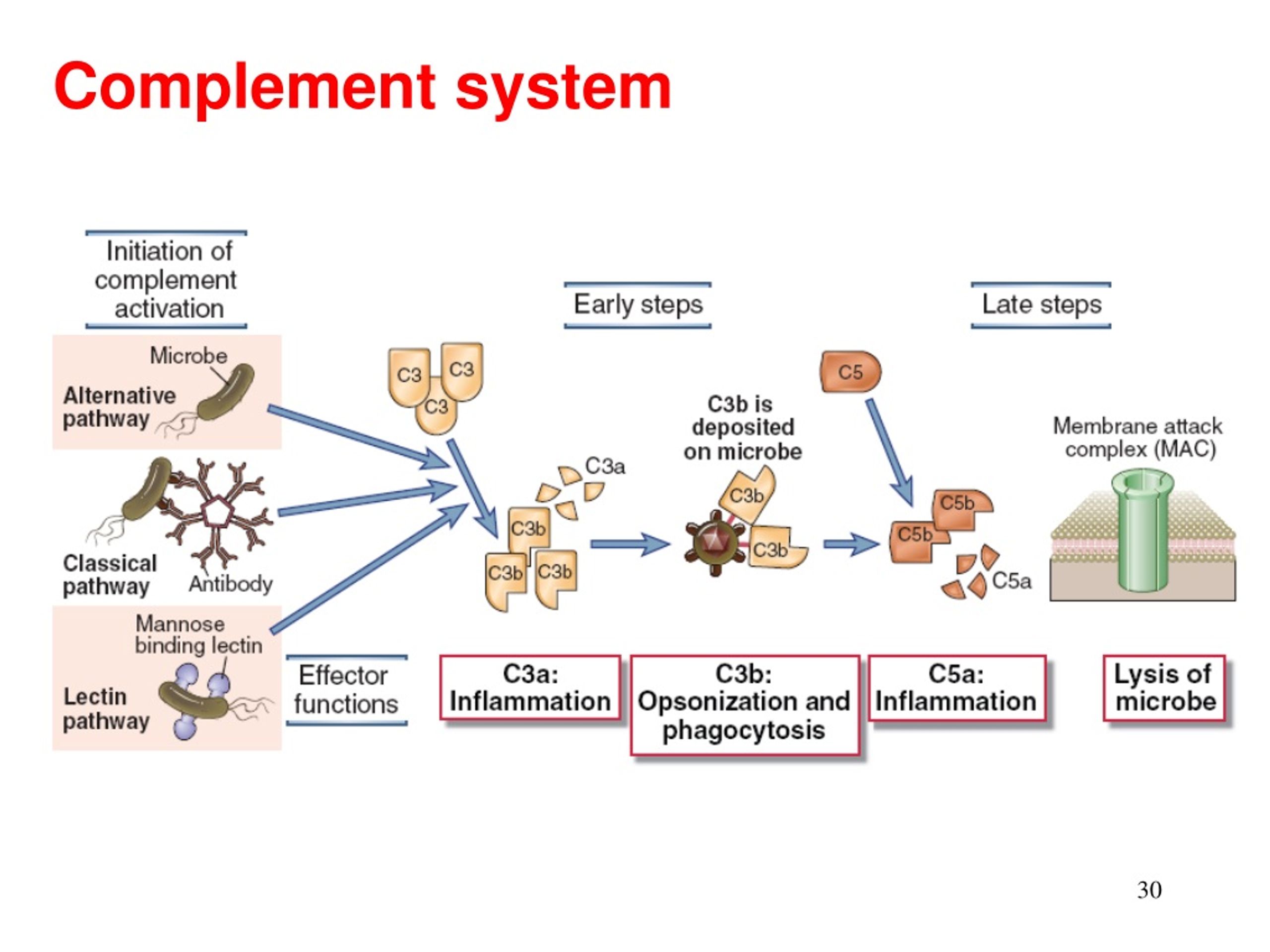 Система комплемента. Complement System. Fas иммунология. Institute of Immunology.