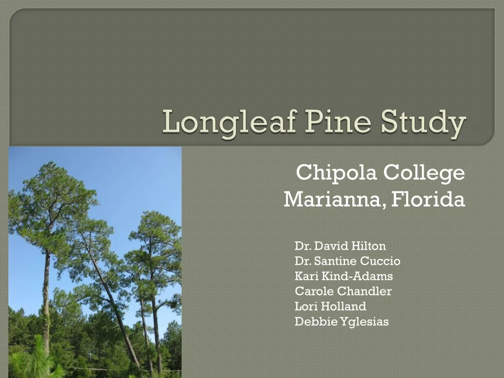 longleaf pine study n.