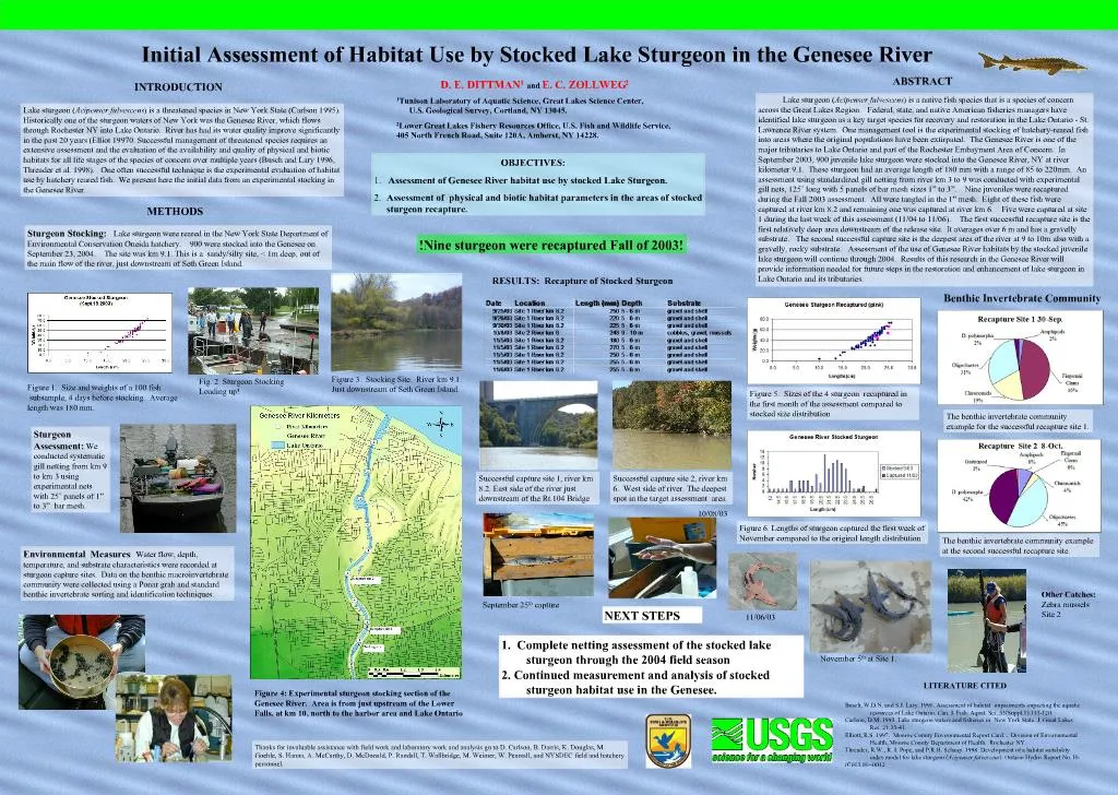 PPT Initial Assessment of Habitat Use by Stocked Lake Sturgeon in the