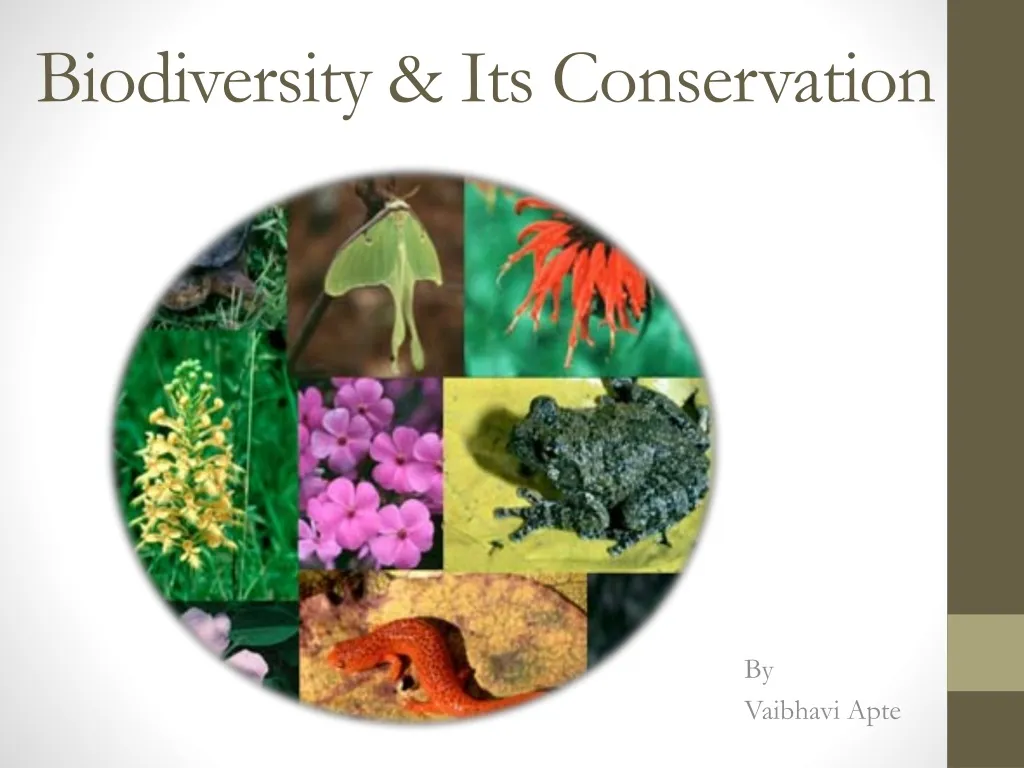 PPT - Biodiversity & Its Conservation PowerPoint Presentation, Free ...