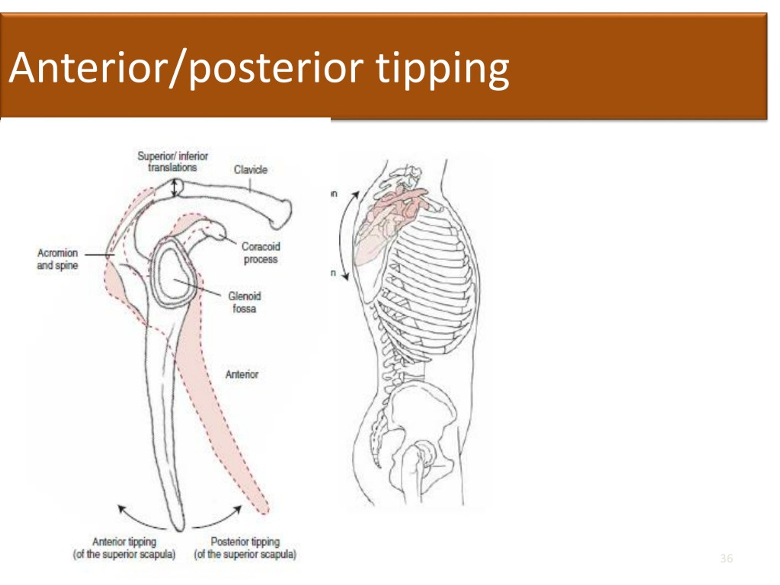 Ppt - Biomechanics Of Shoulder Complex. Powerpoint Presentation, Free 