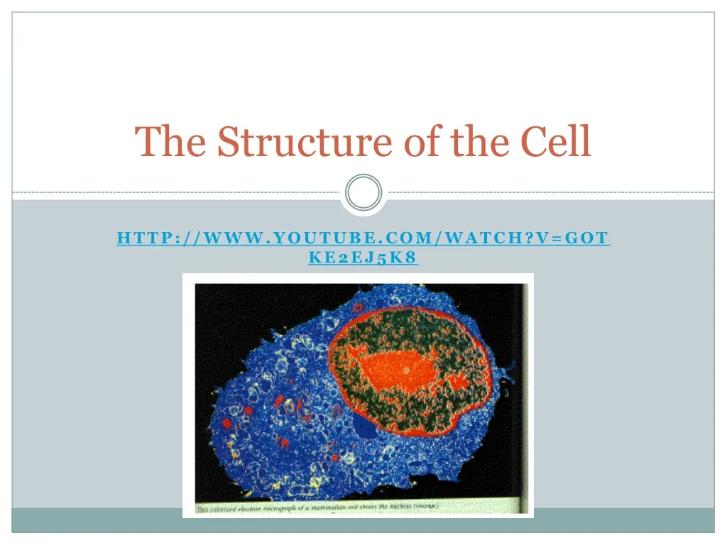 the structure of the cell n.