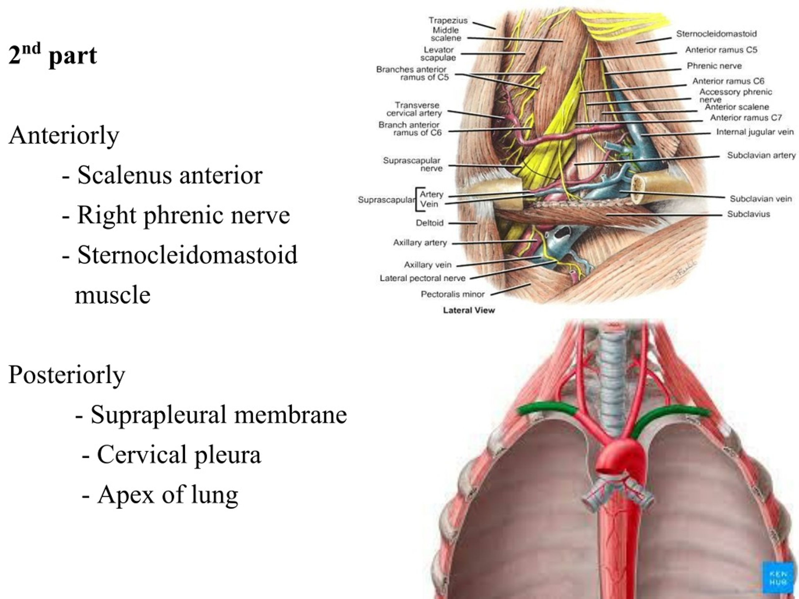 Ppt Subclavian Artery And Internal Jugular Vein Powerpoint Hot Sex Picture