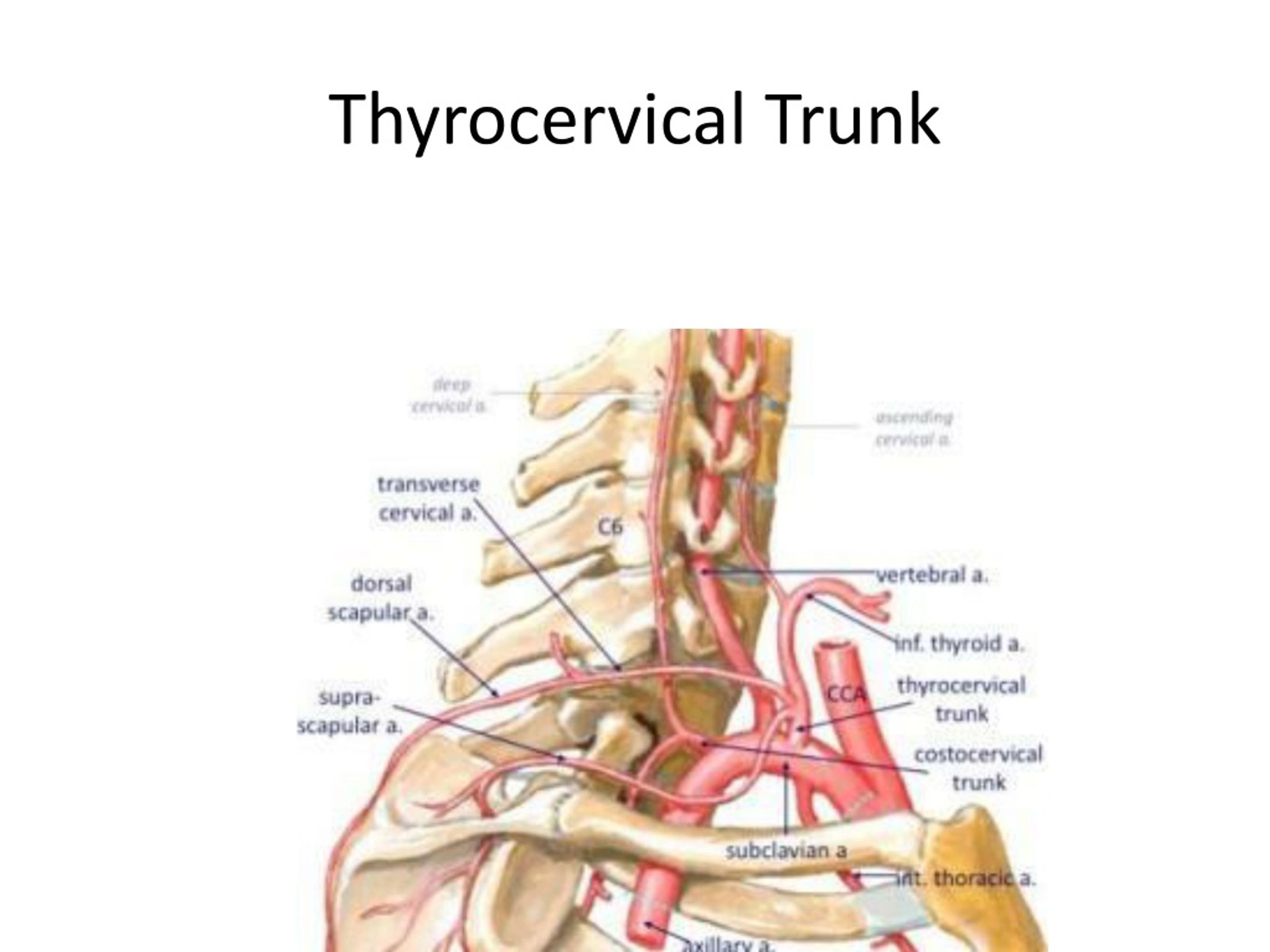 Ppt Subclavian Artery And Internal Jugular Vein Powerpoint Presentation Id250513