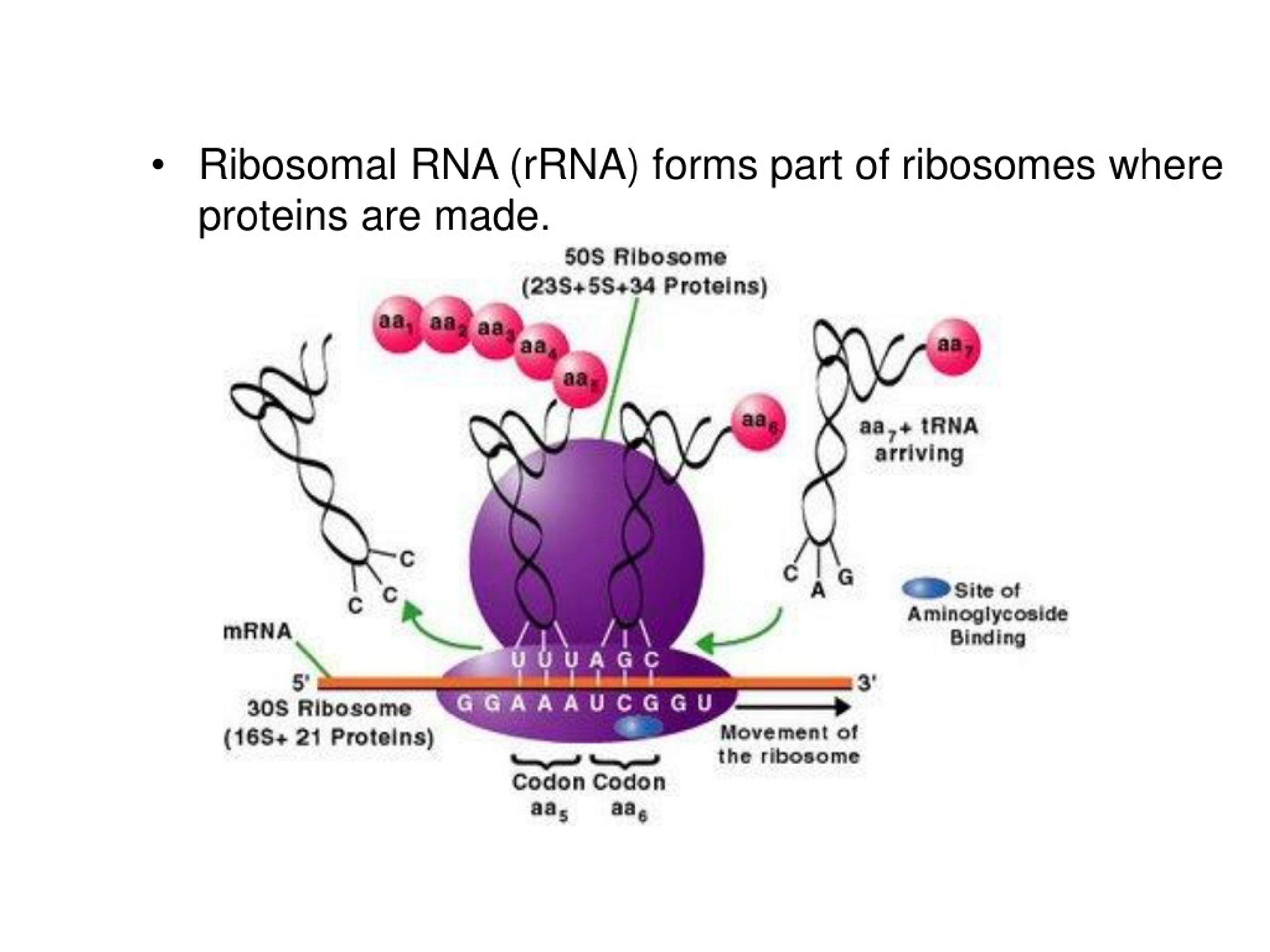 Взаимосвязь ядра и рибосом. Ribosomal RNA. 23s Ribosomal RNA. RNA structure picture. Ribosomal RNA Evolution Phylogeni.