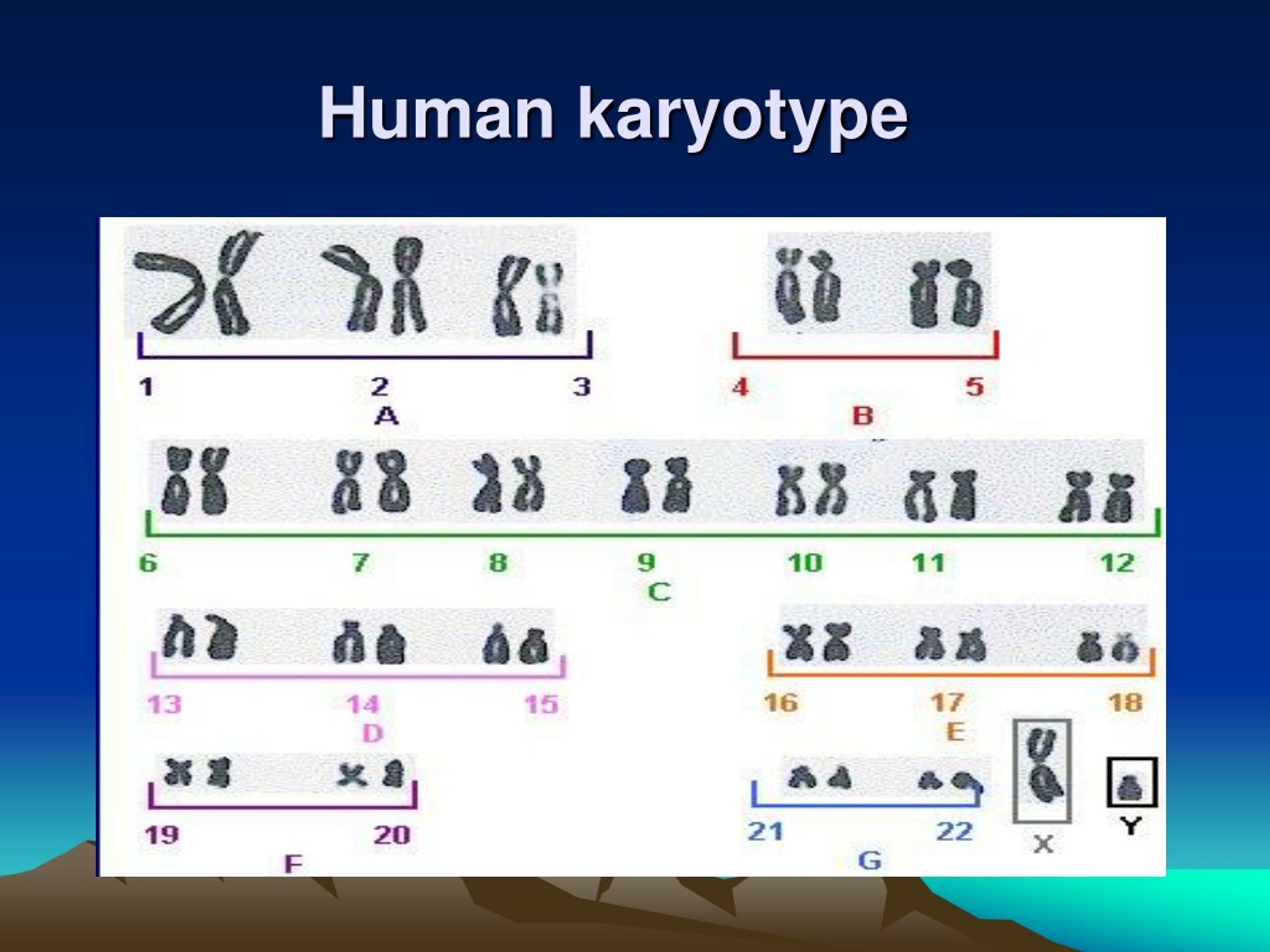 Ppt Cytogenetics In Humans Powerpoint Presentation Free Download