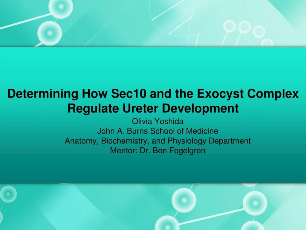 determining how sec10 and the exocyst complex regulate ureter development n.