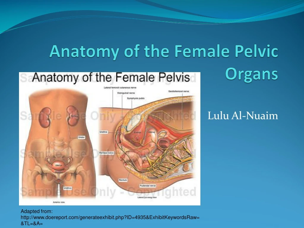 anatomy of the female pelvic organs n.