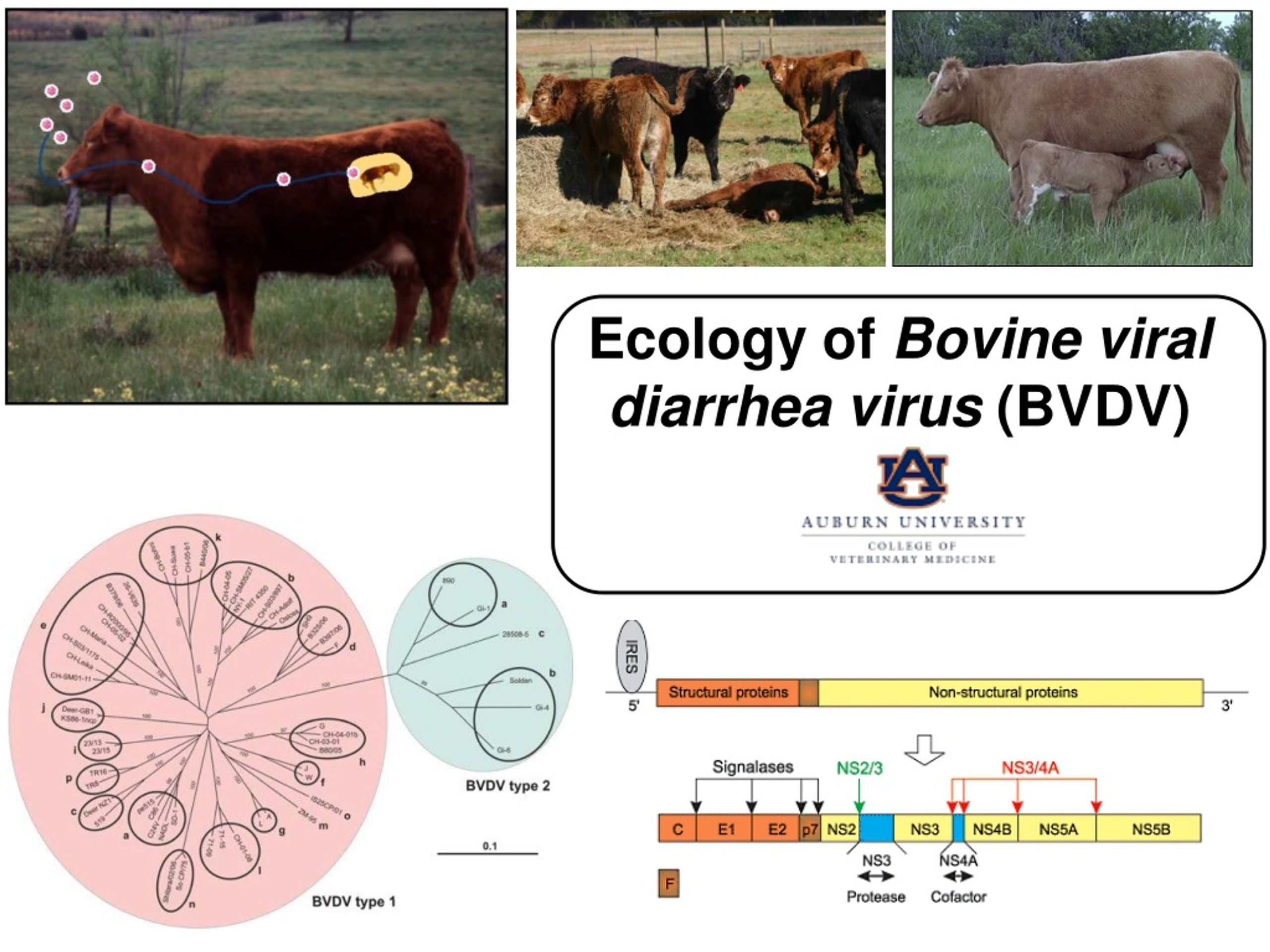 Bovine Virus Diarrhea