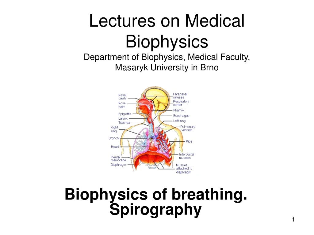 biophysics of breathing spirography n.