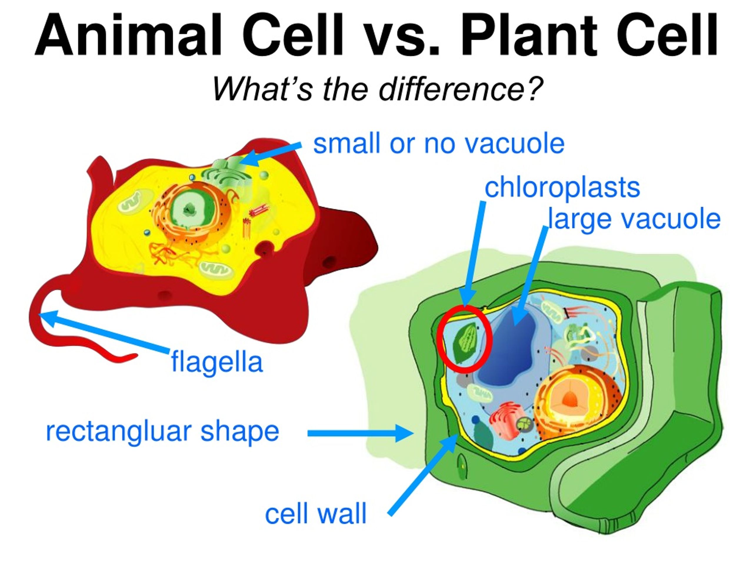 Animal Cells Have Large Vacuoles True Or False