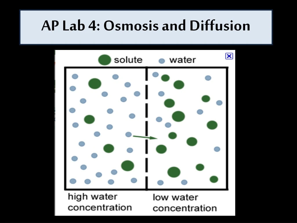 ap lab 4 osmosis and diffusion n.