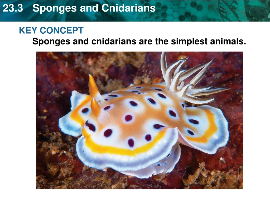 key concept sponges and cnidarians n.