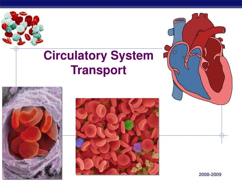 circulatory system transport n.