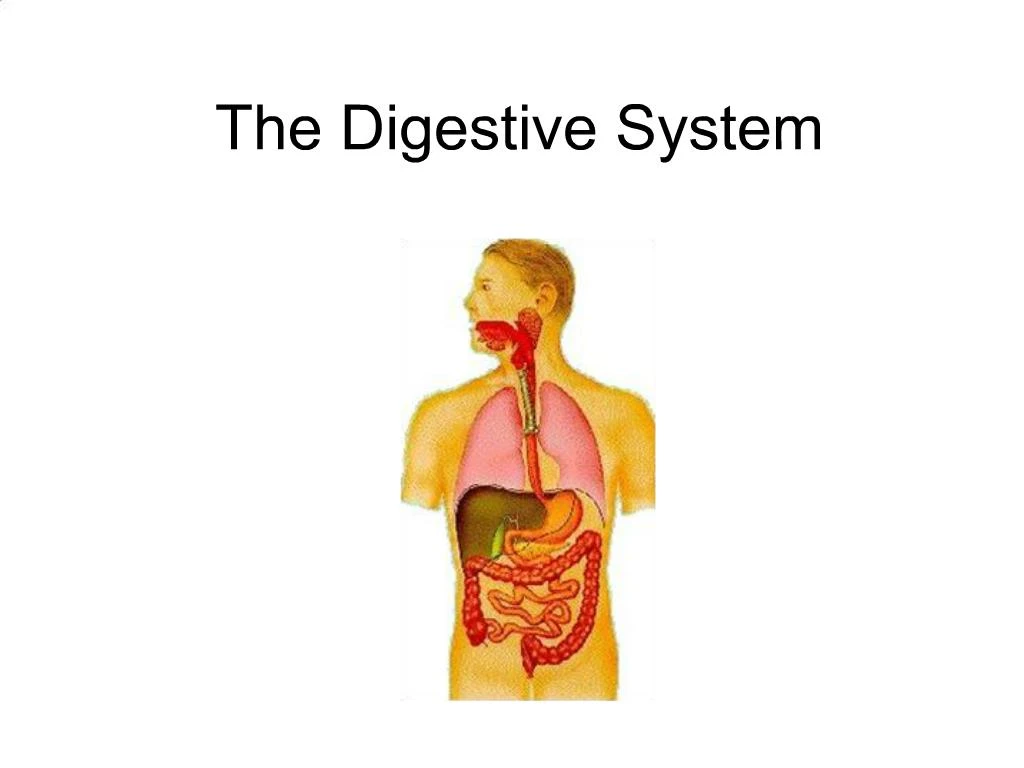 Ppt The Digestive System Powerpoint Presentation Free Download Id