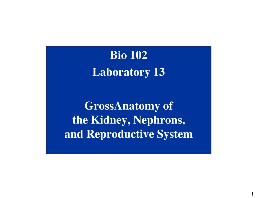 bio 102 laboratory 13 grossanatomy of the kidney nephrons and reproductive system n.