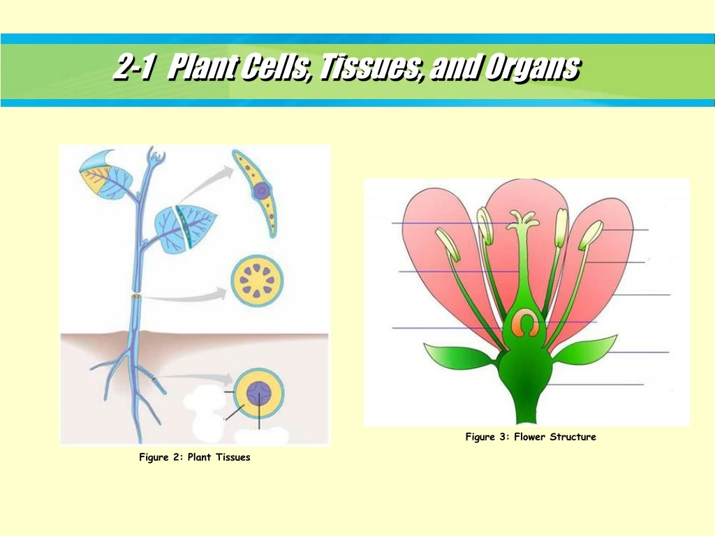 figure 2 plant tissues n.