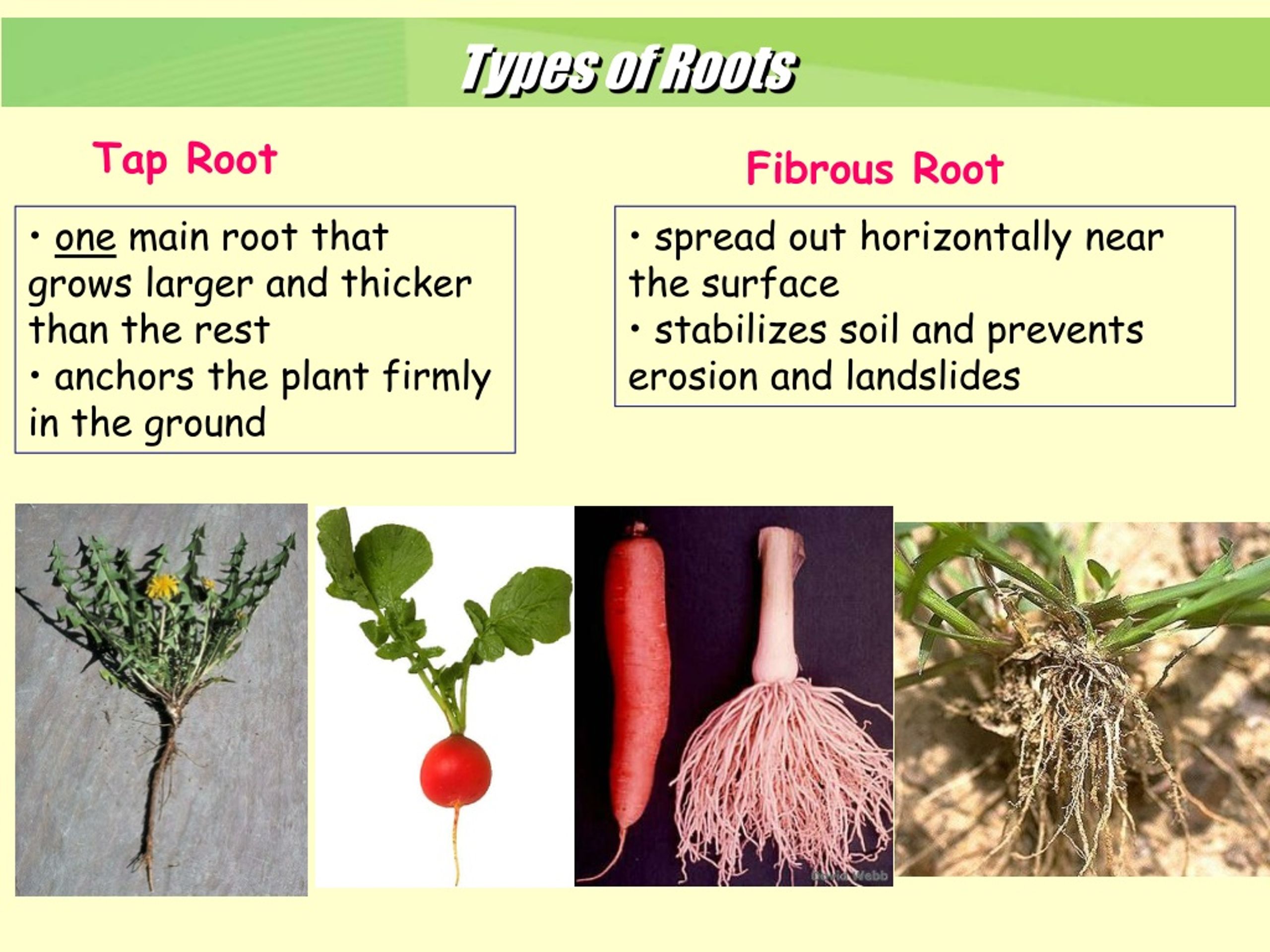 PPT - 2-1 Plant Cells, Tissues, and Organs PowerPoint Presentation ...