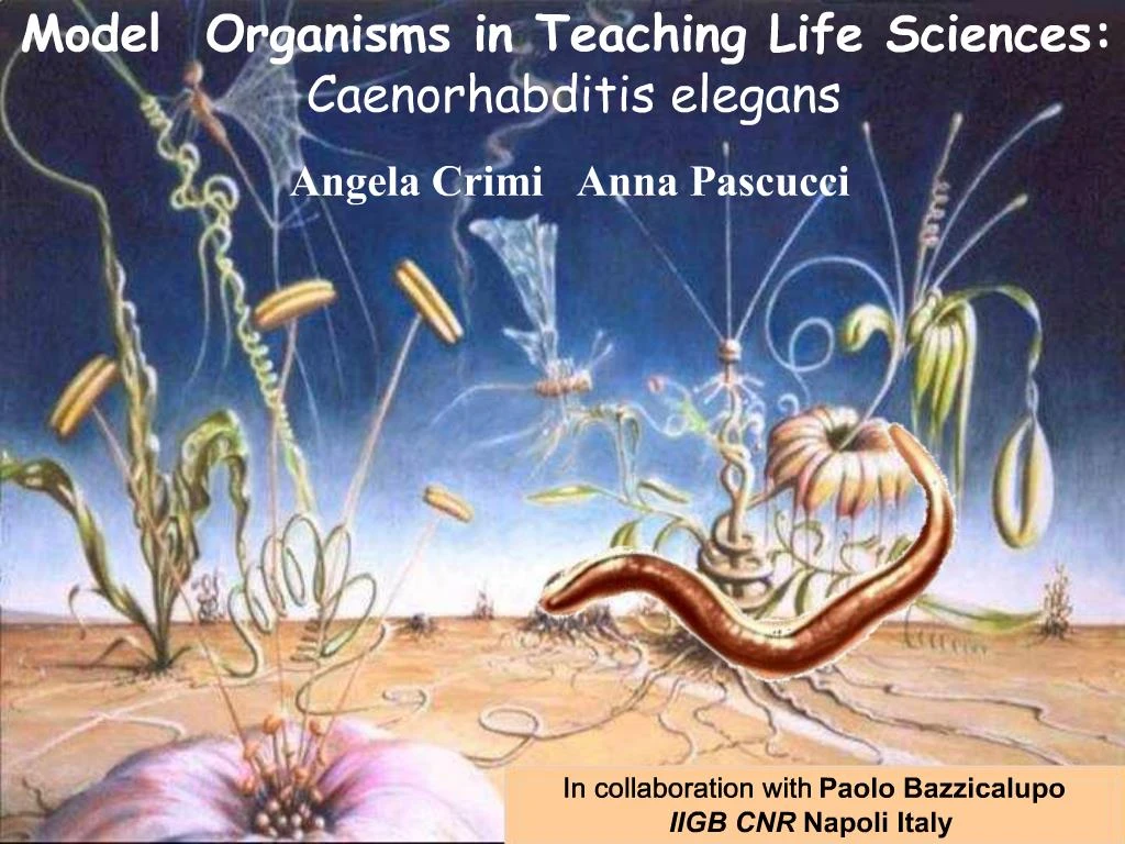 Ppt Model Organisms In Teaching Life Sciences Caenorhabditis Elegans Powerpoint Presentation 8123