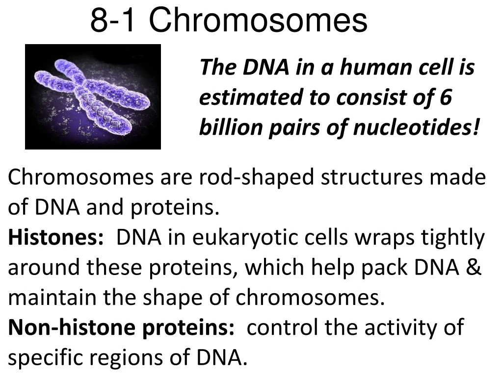 8 1 chromosomes n.