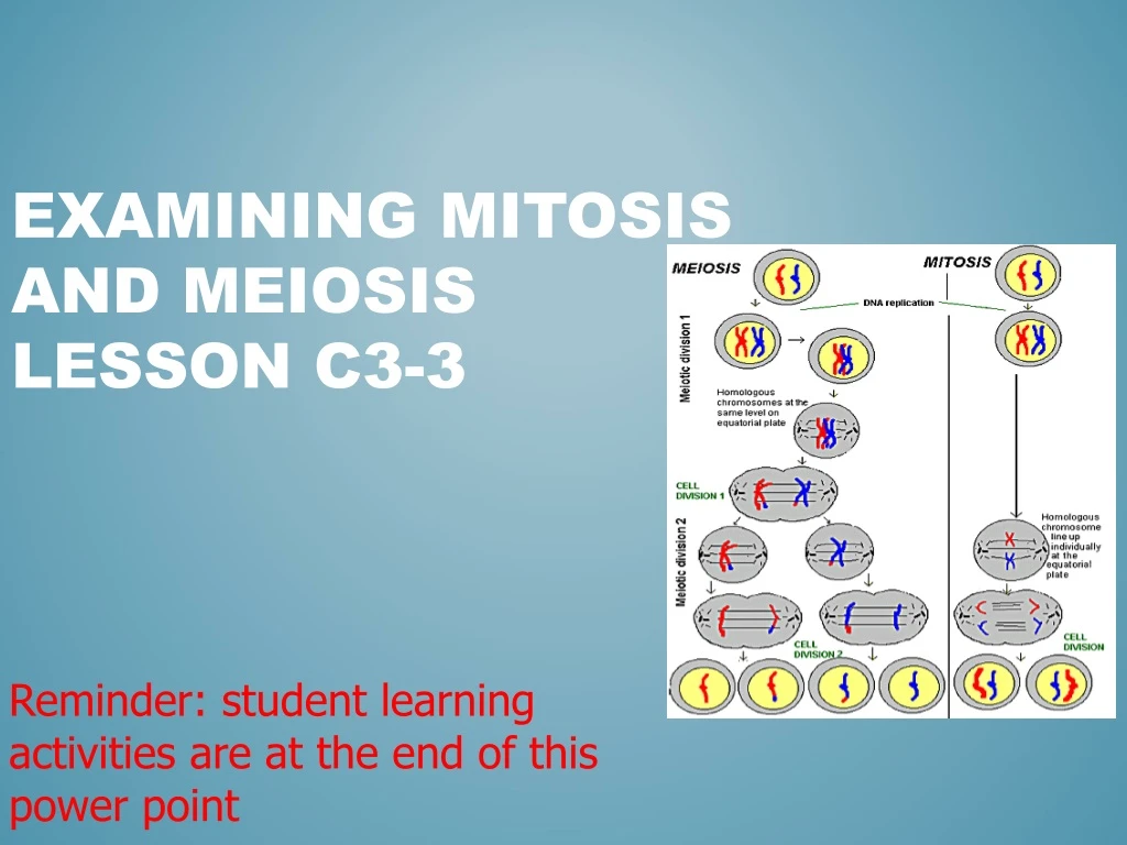 examining mitosis and meiosis lesson c3 3 n.