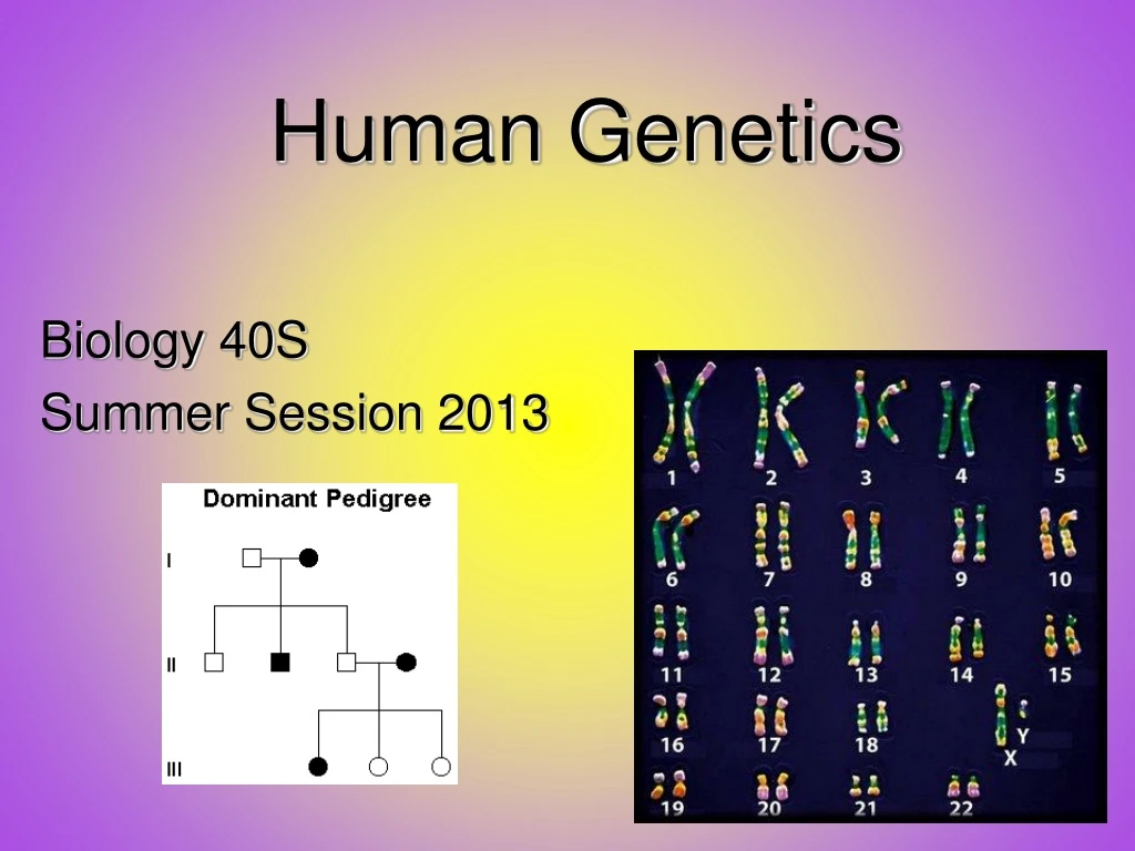 PPT - Human Genetics PowerPoint Presentation, free download - ID:265263