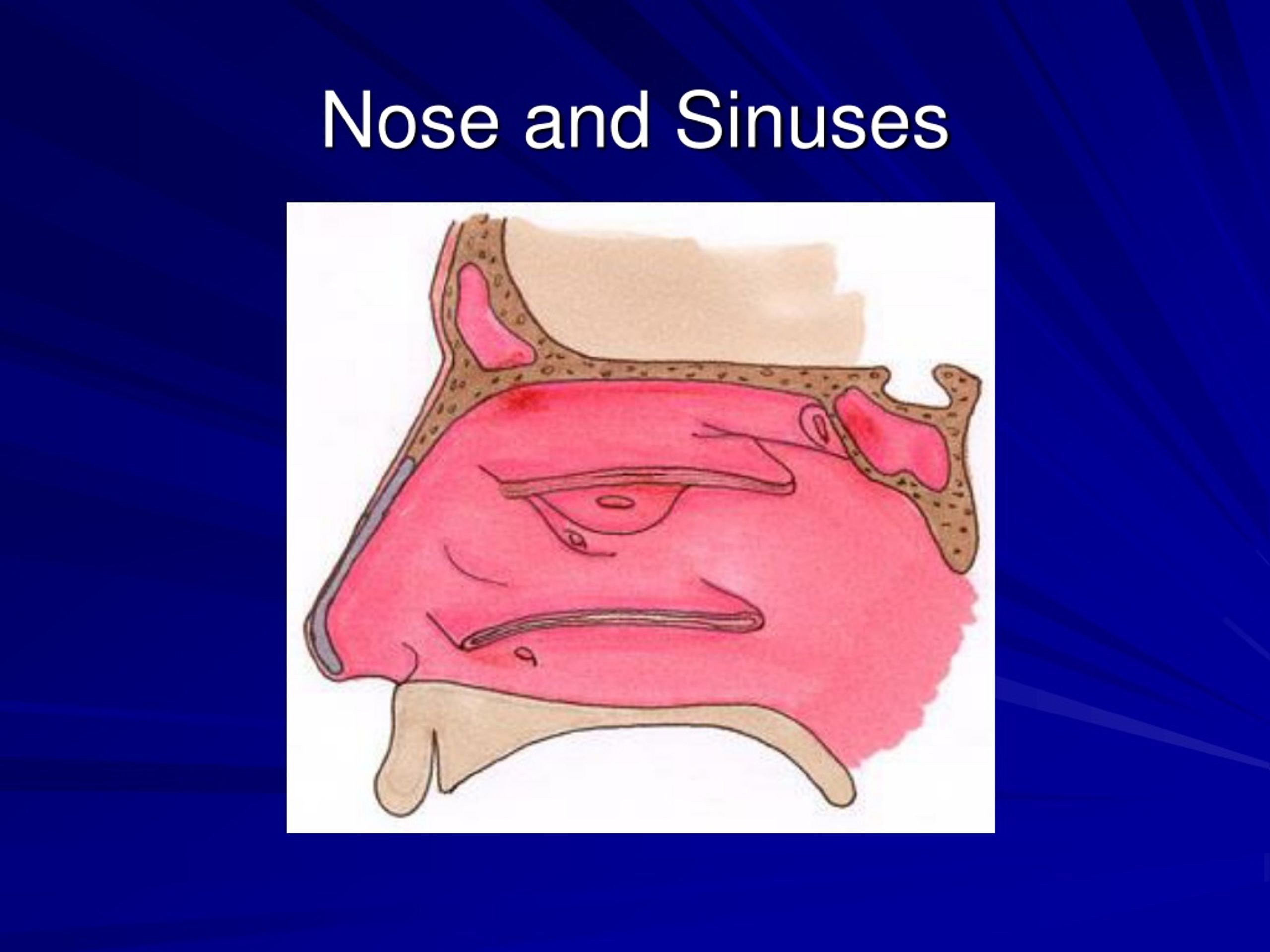 Sinus Ears Nose And Throat Anatomy