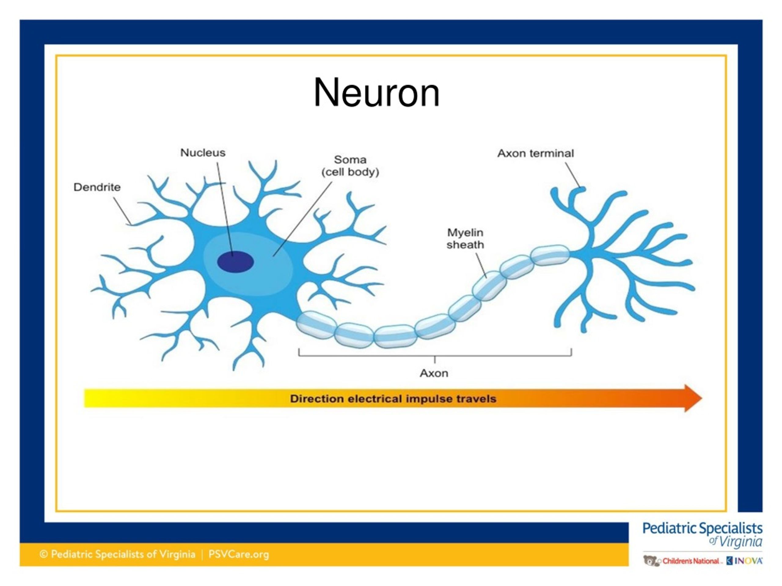 PPT - You’ve Got Nerve: Clinical Pearls of Epilepsy PowerPoint ...