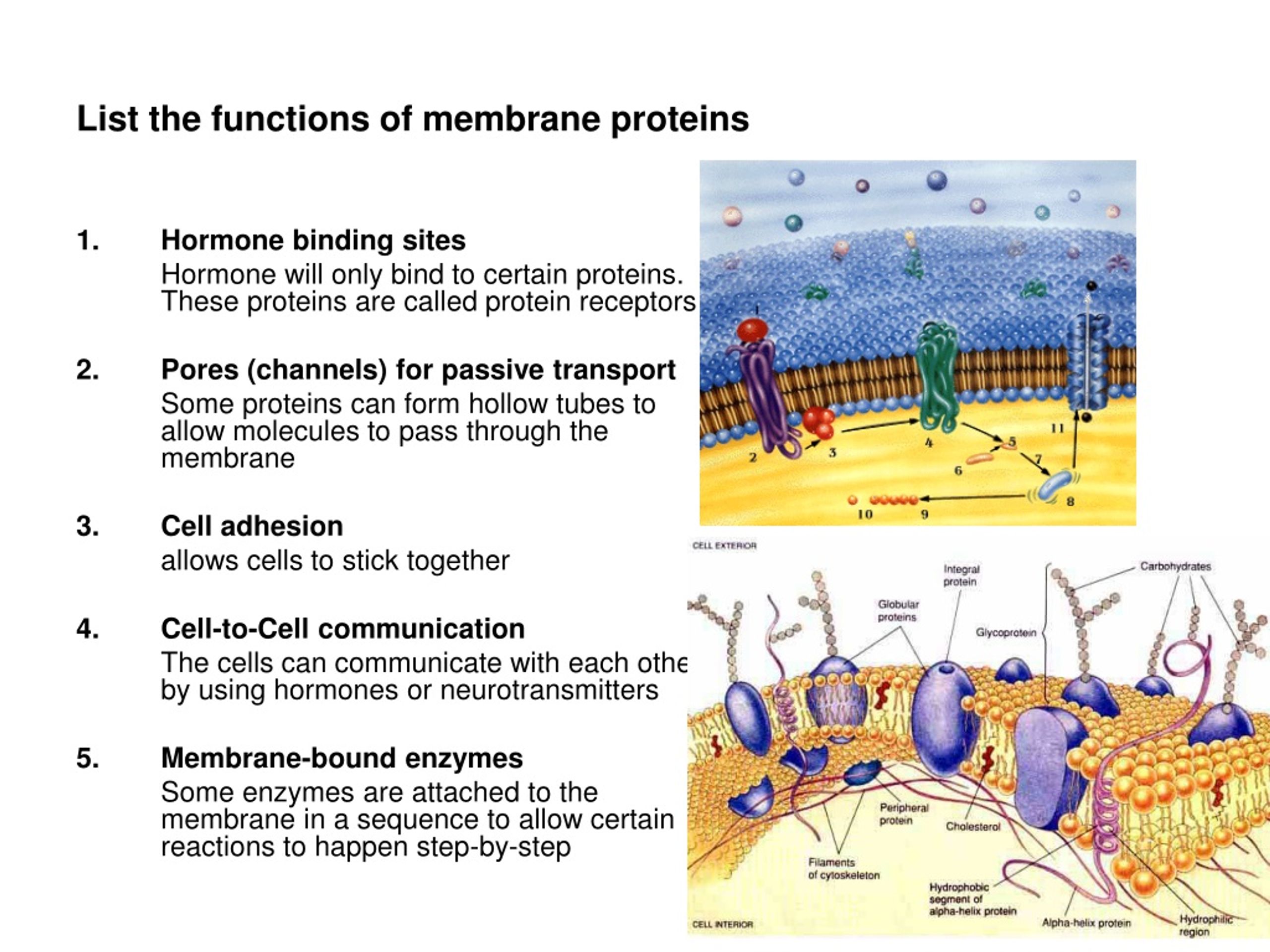 Cell Membrane Functions Simple Functions And Diagram