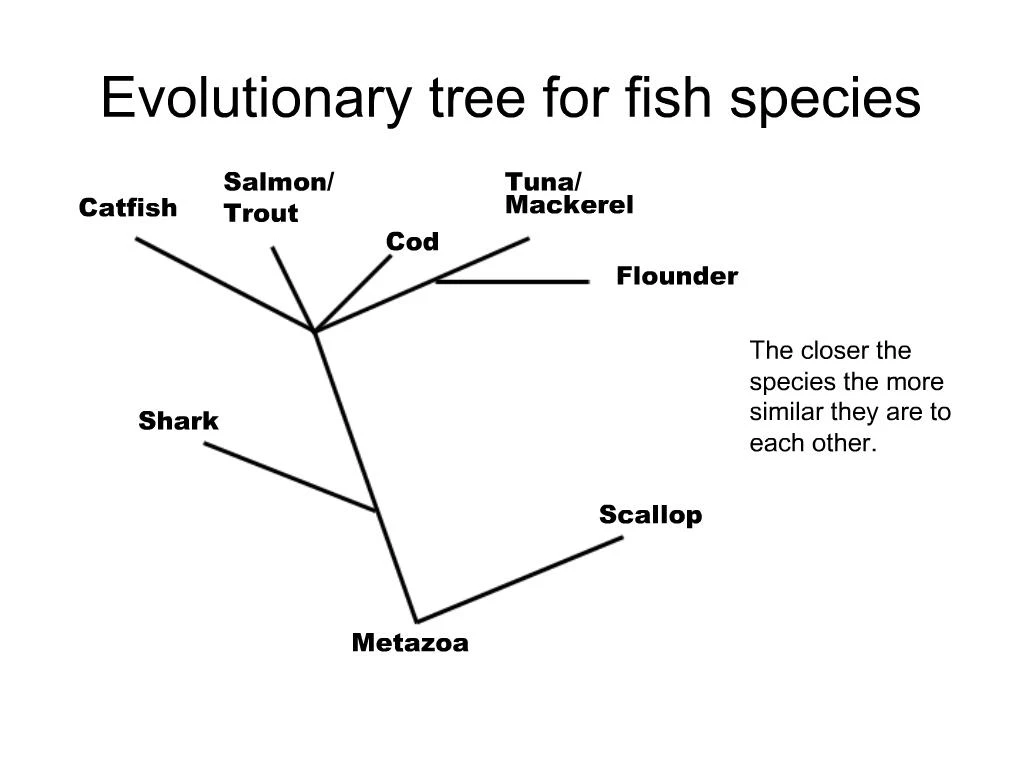 PPT - Evolutionary tree for fish species PowerPoint Presentation, free ...