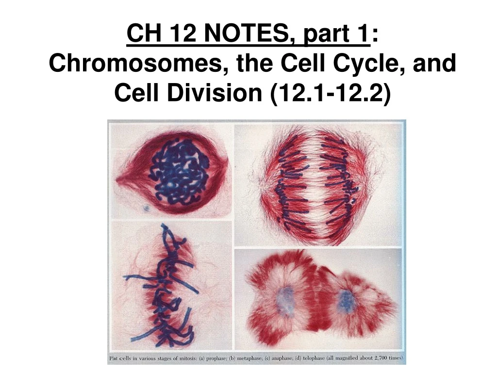 ch 12 notes part 1 chromosomes the cell cycle and cell division 12 1 12 2 n.
