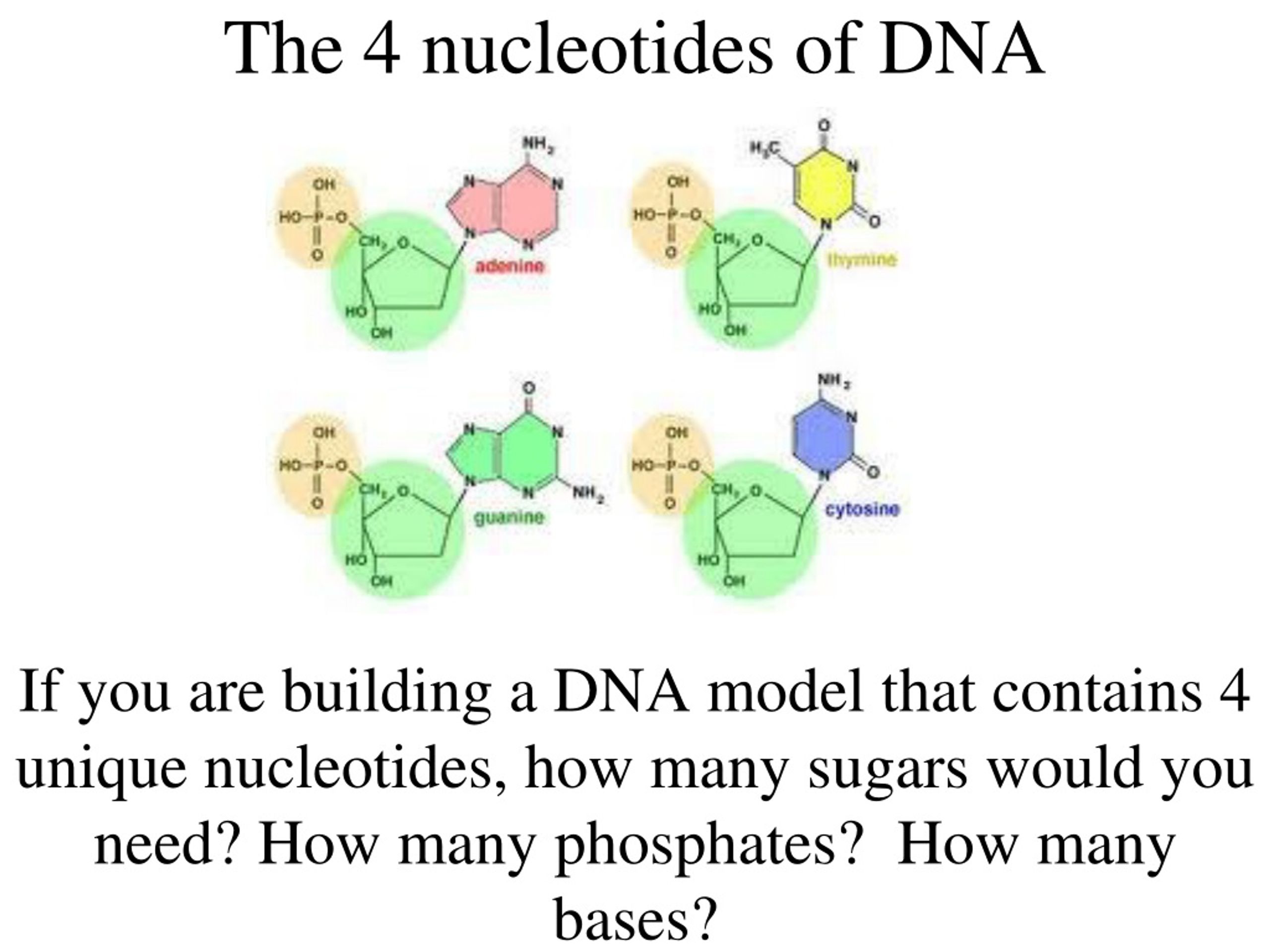 PPT - DNA,RNA,protein synthesis PowerPoint Presentation ...