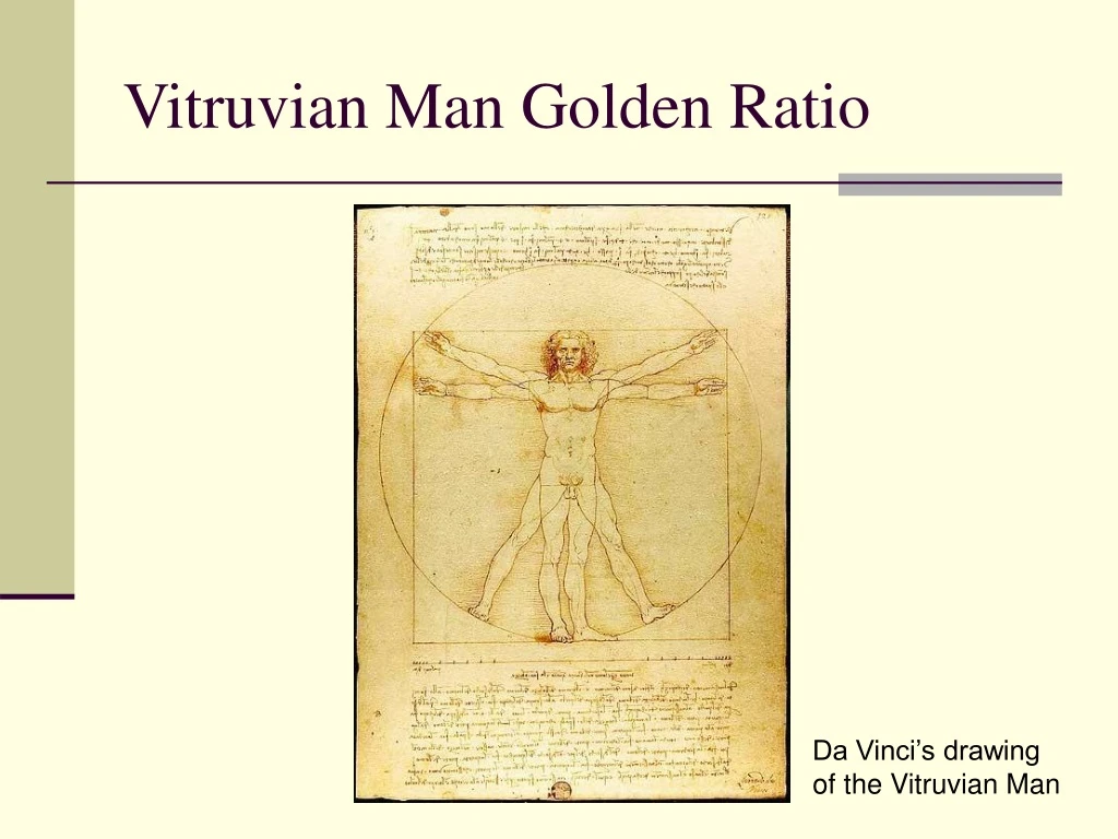 vitruvian man golden ratio n.