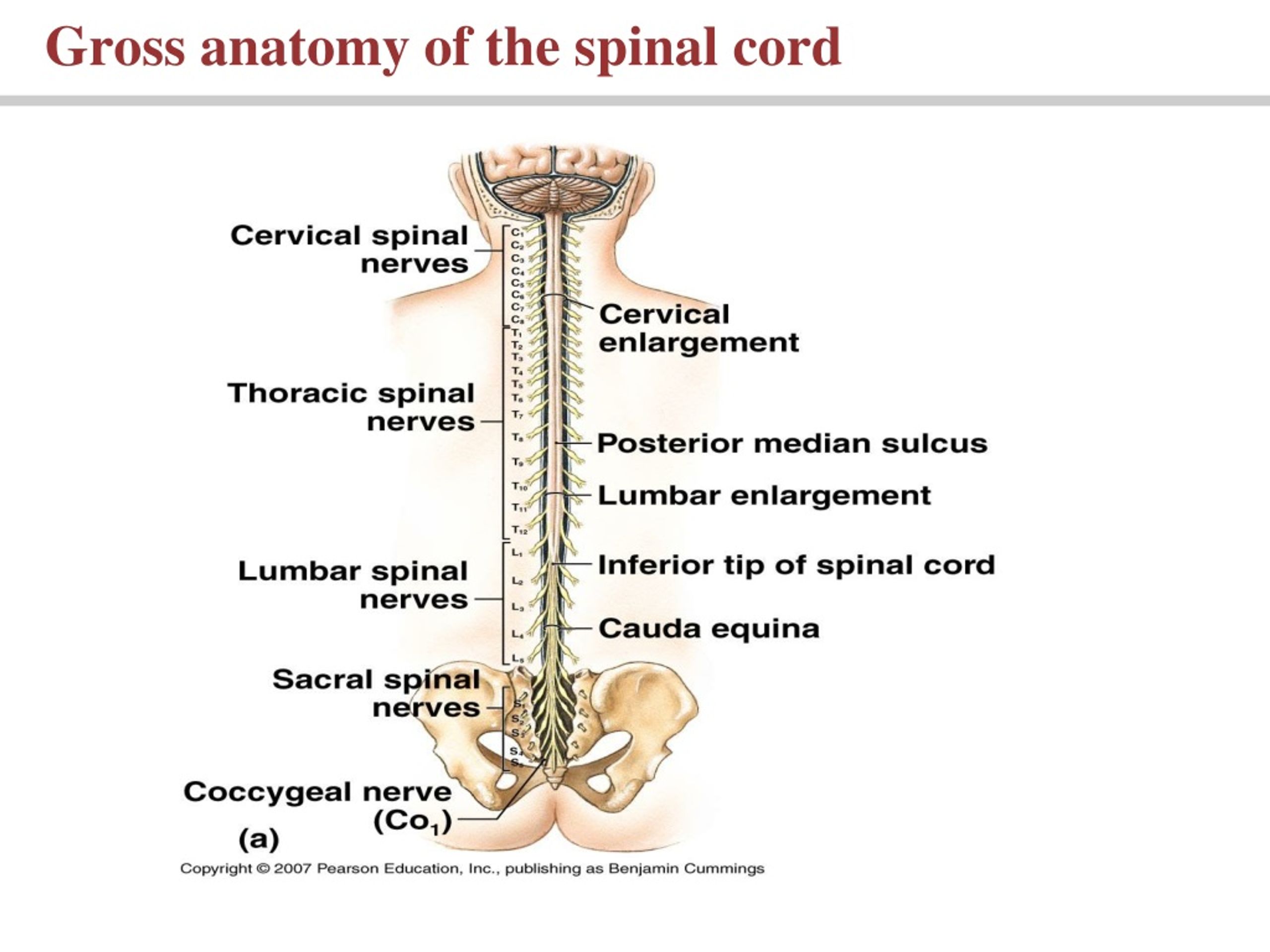 Гален спинной мозг. M6-c Spinal. Спинной мозг ОГЭ. Ребус спинной мозг.