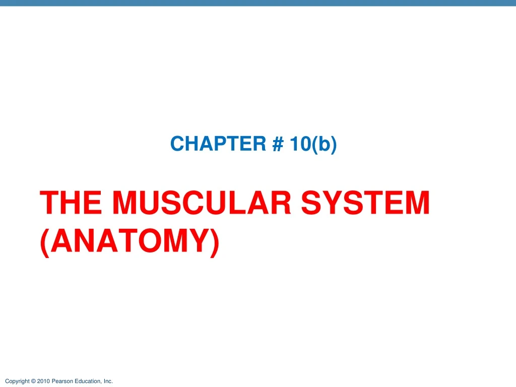 the muscular system anatomy n.
