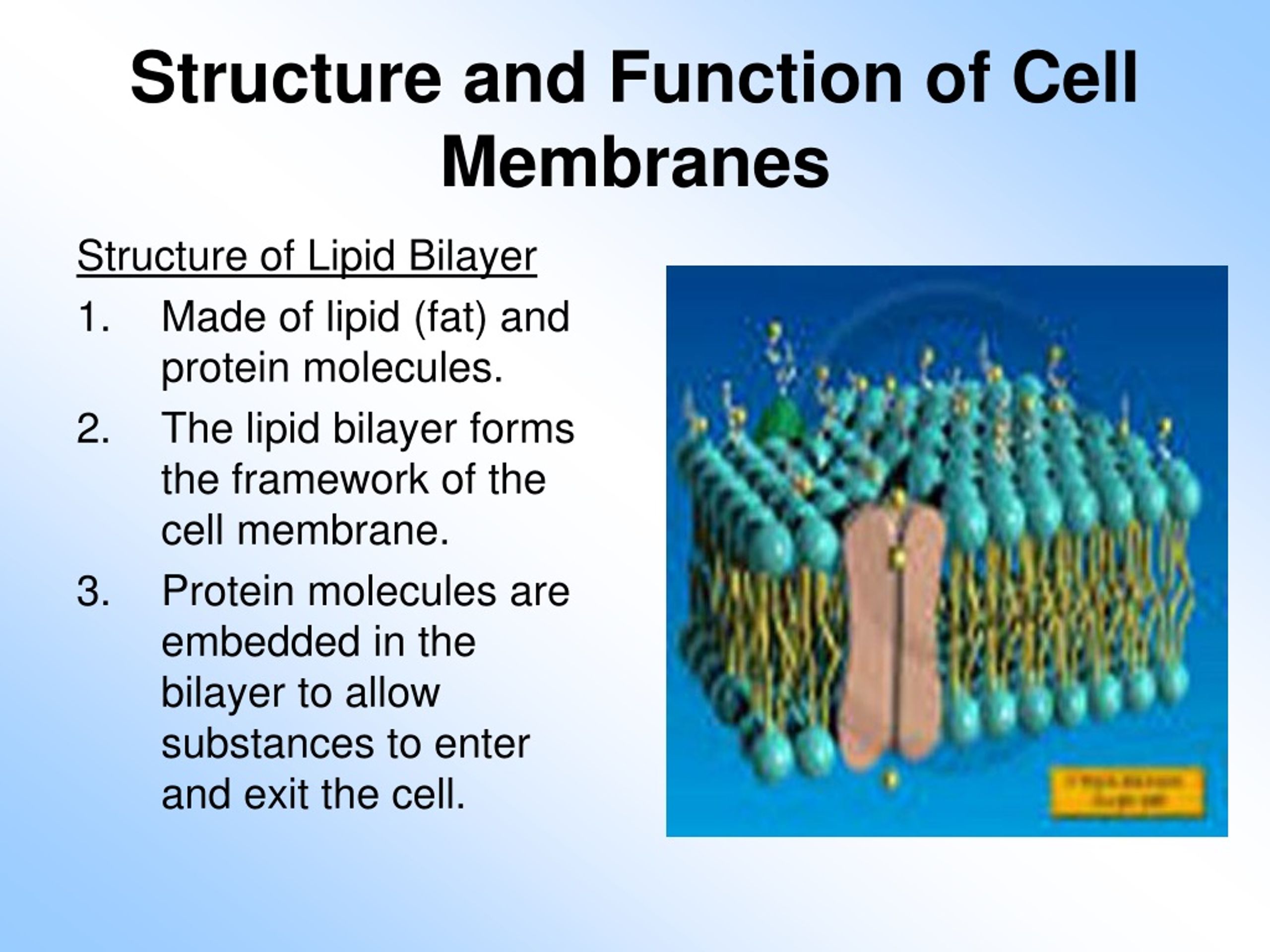 cell wall structure and function