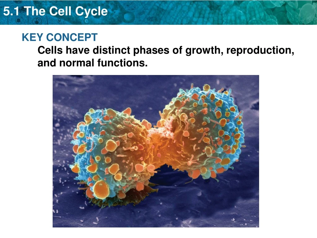 key concept cells have distinct phases of growth n.