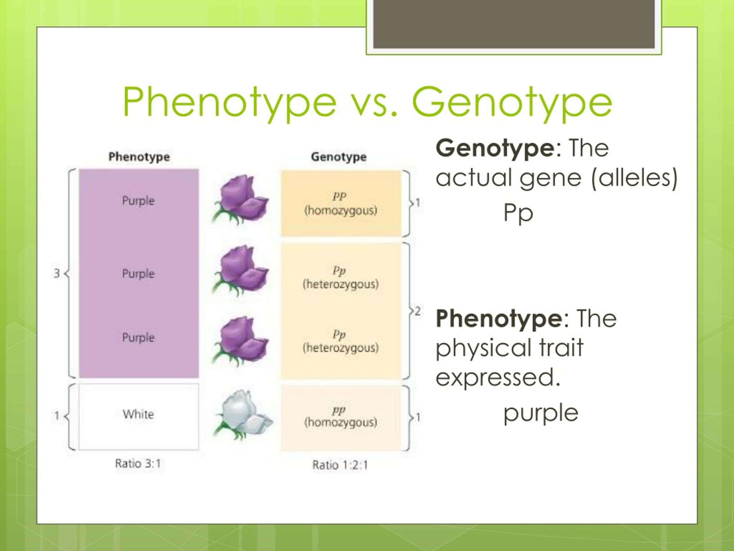 what-is-the-difference-between-genotype-and-phenotype-and-what-are-some