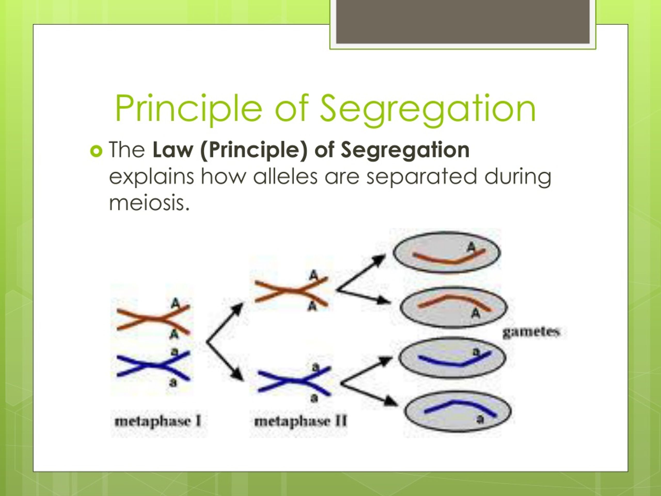 Ppt Heredity Powerpoint Presentation Free Download Id 277569