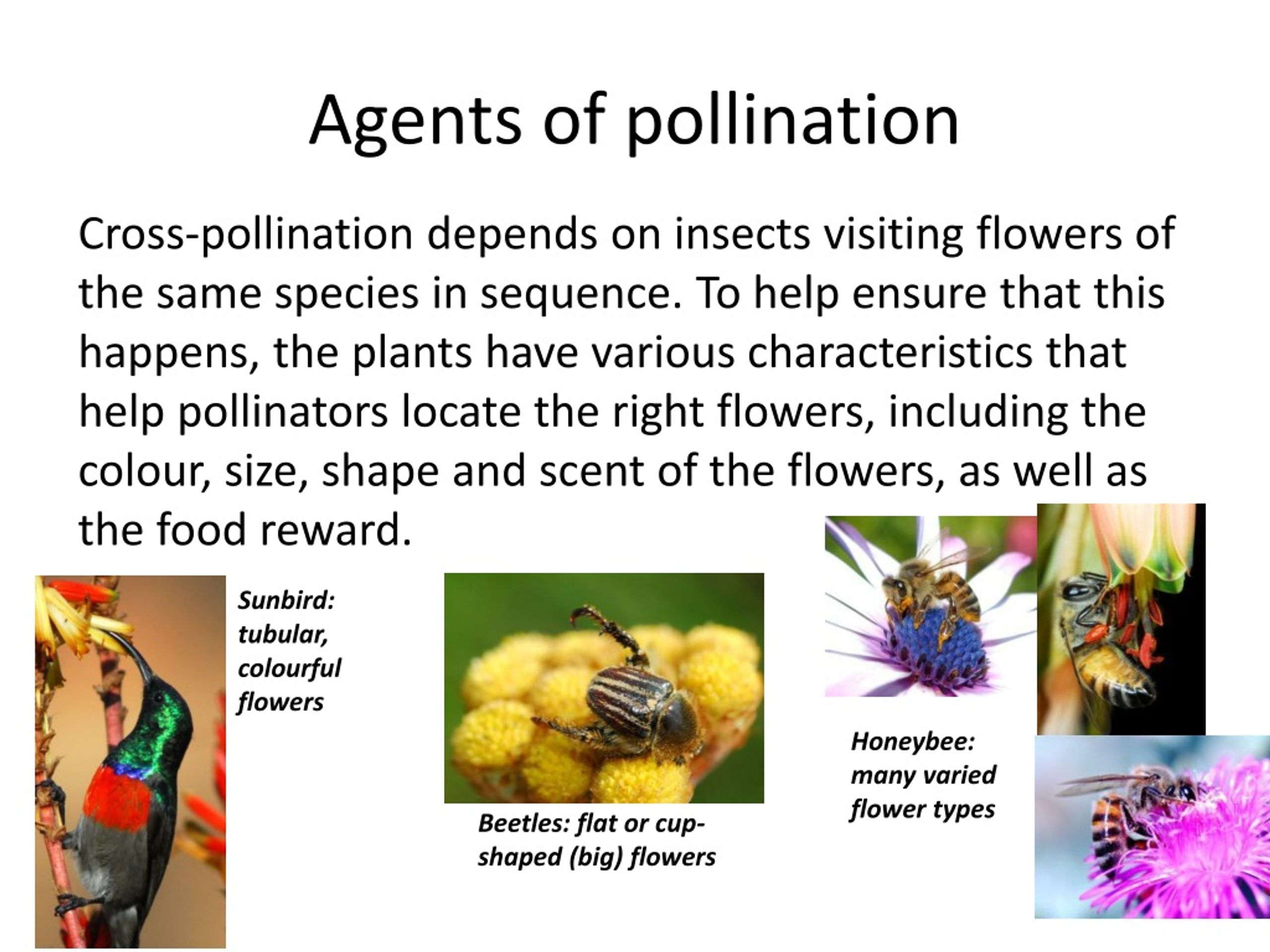 PPT - Pollination Biology (draft Slides For Educators To Edit As Needed ...