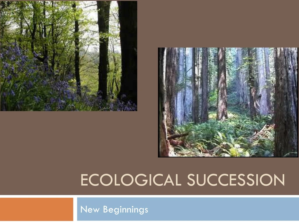 PPT - Ecological Succession PowerPoint Presentation, Free Download - ID ...