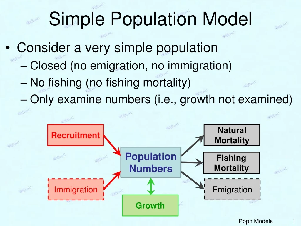 PPT - Simple Population Model PowerPoint Presentation, free download ...