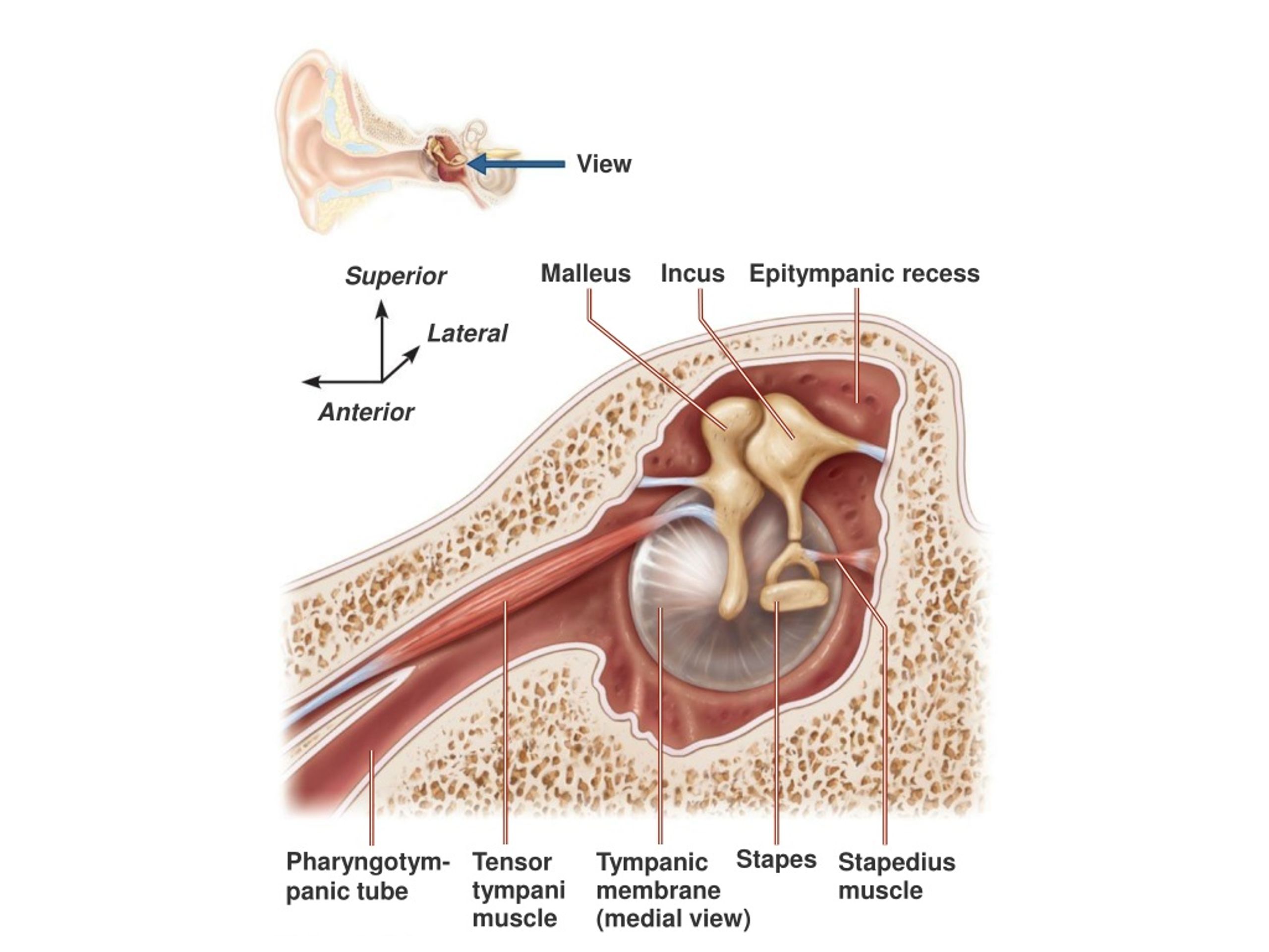 Ушные латынь. Tensor Tympani мышца. Мускулюс Тензор тимпани. Stapedius мышца. Мышцы среднего уха.
