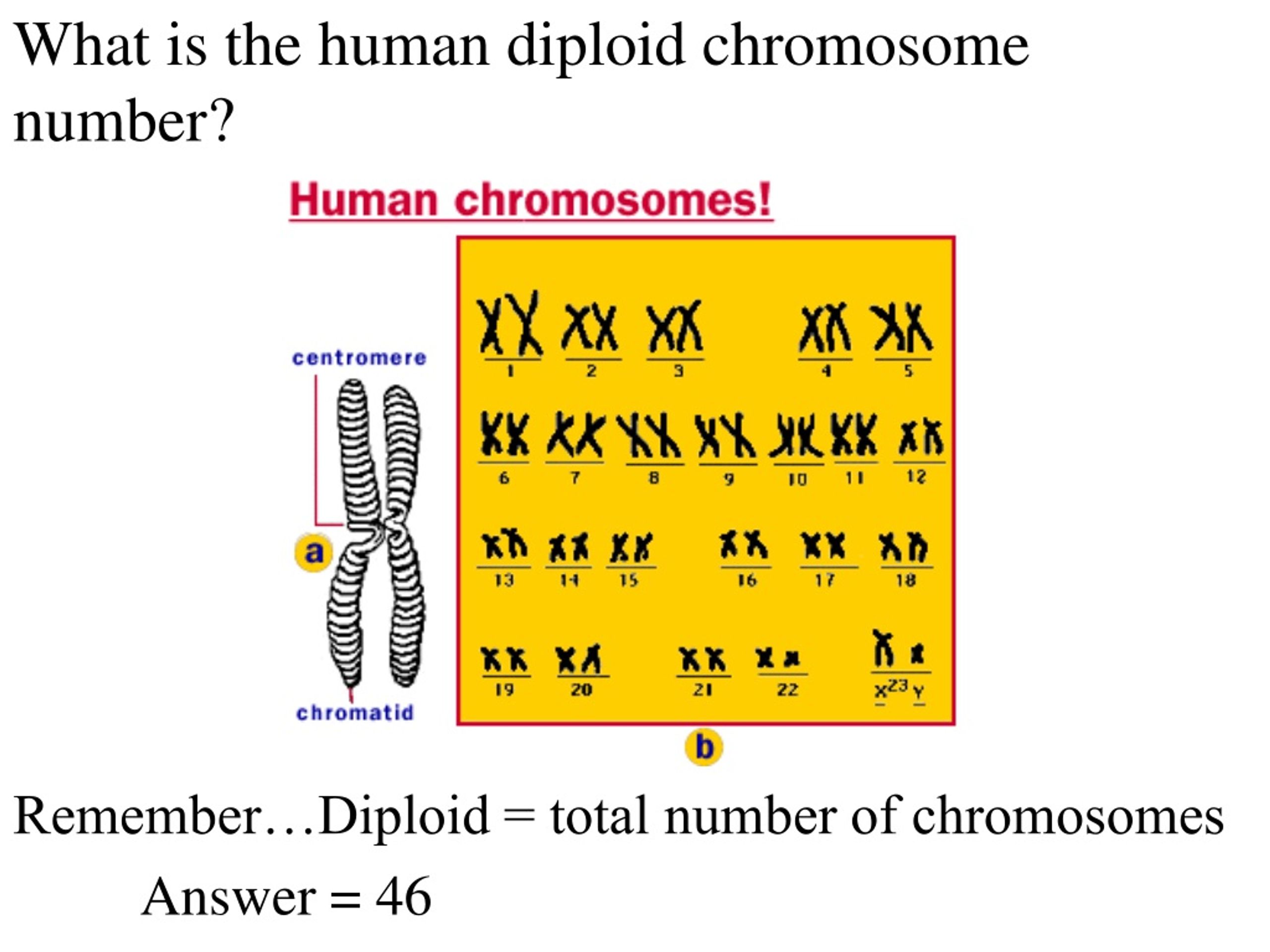 ppt-chromosomes-powerpoint-presentation-free-download-id-290194