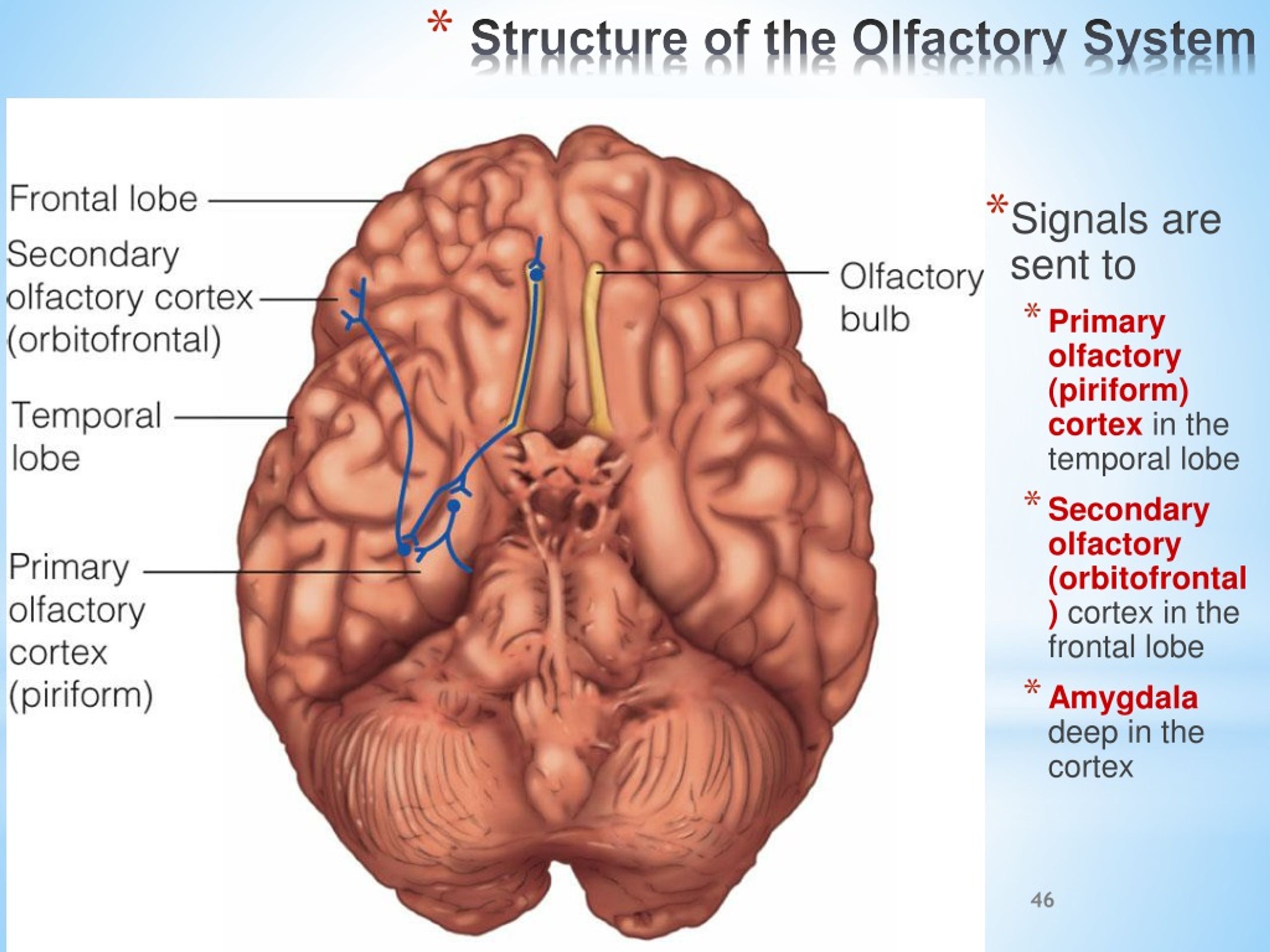 Structure Of The Olfactory System