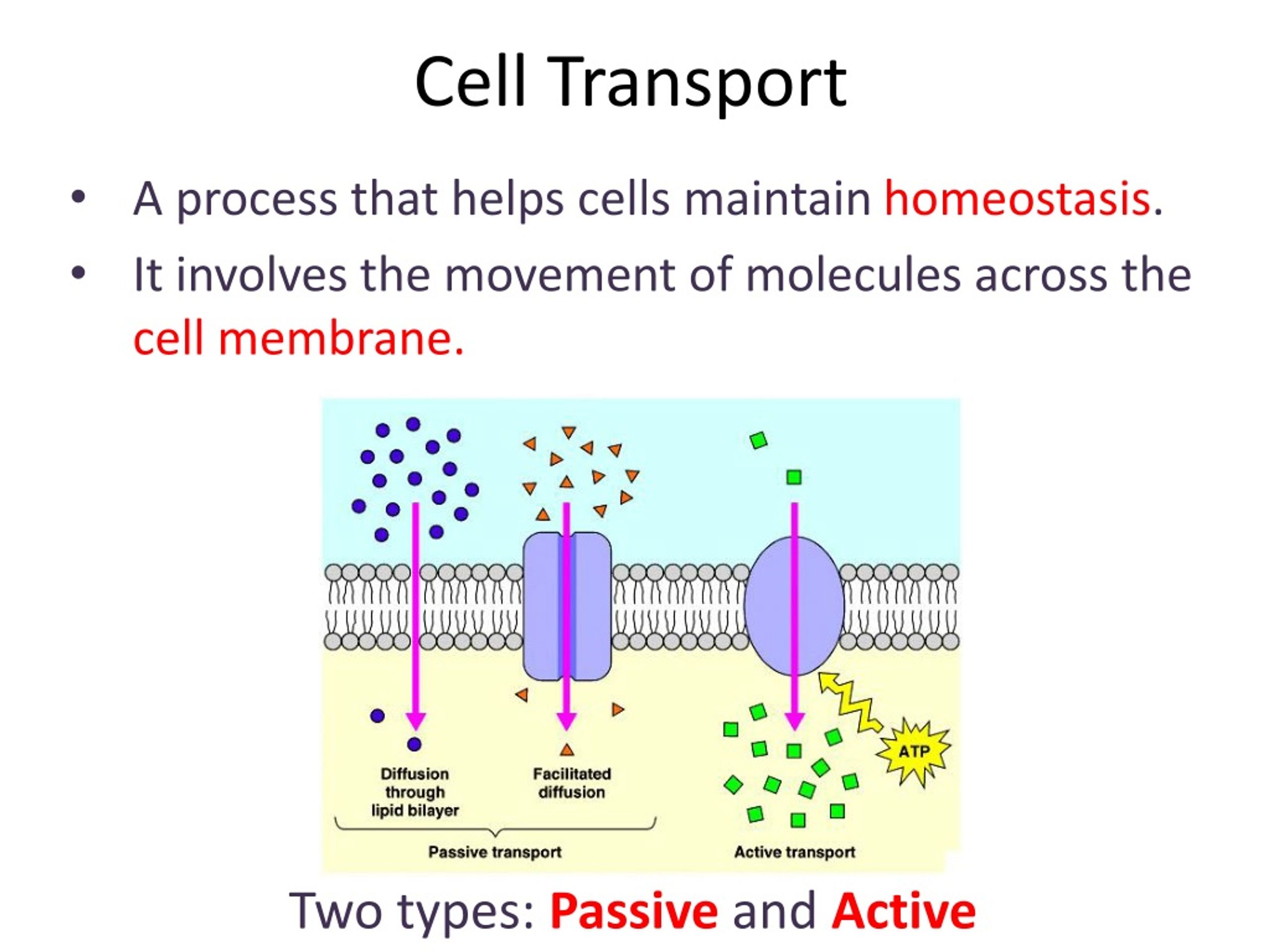 ap biology free response cell transport
