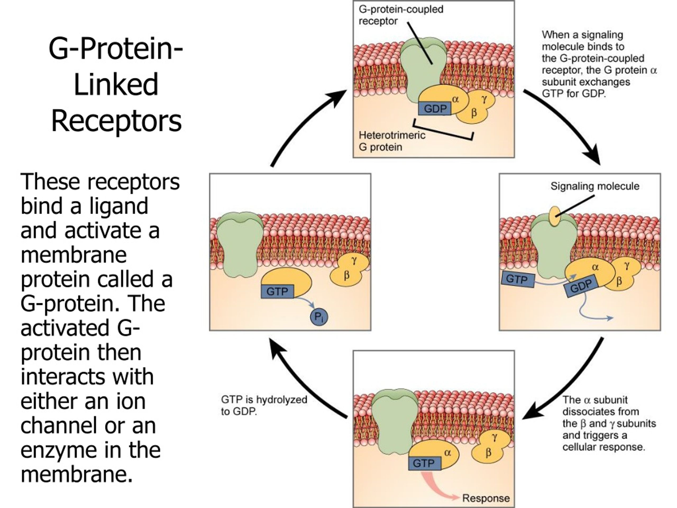 Como se hace la proteina