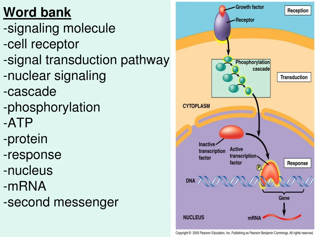 word bank signaling molecule cell receptor signal n.