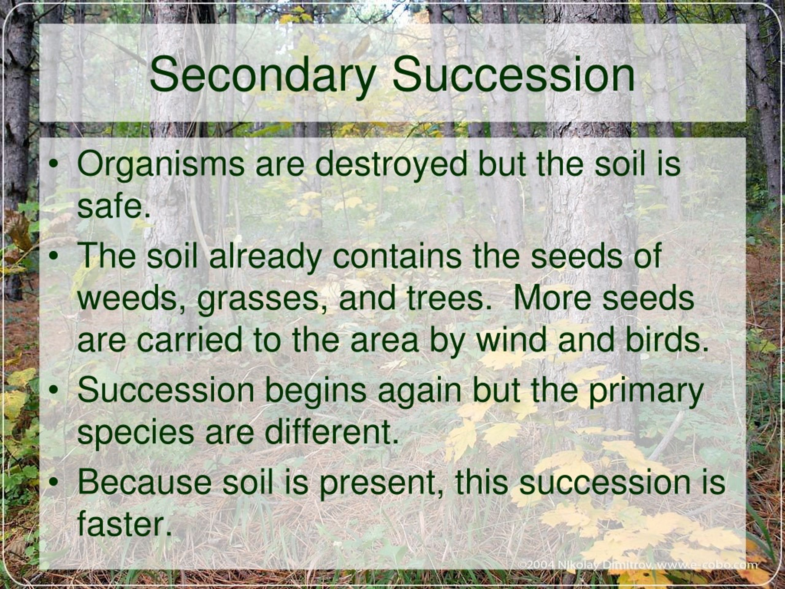 PPT - Ecological Succession PowerPoint Presentation, free download - ID ...