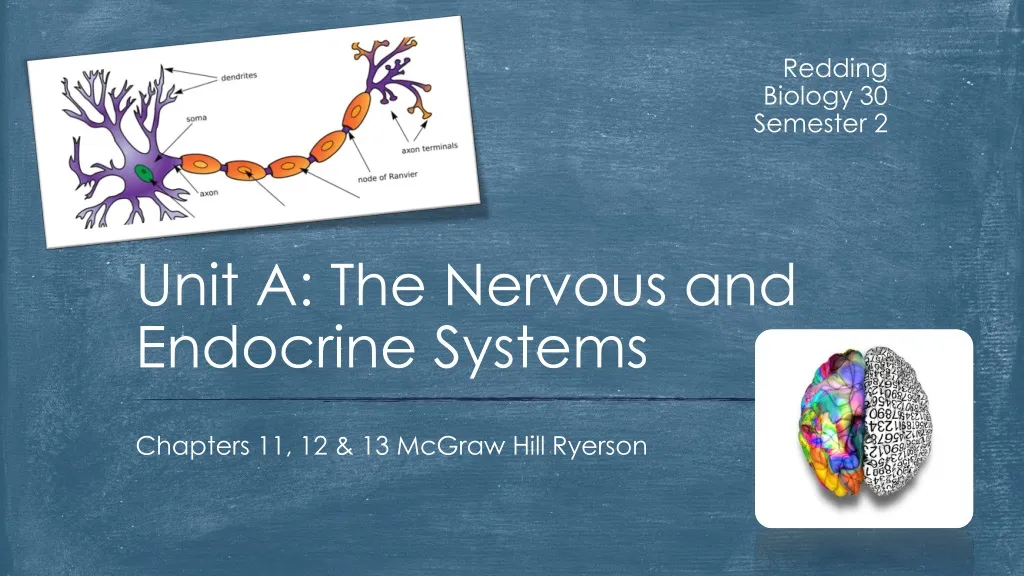 unit a the nervous and endocrine systems n.